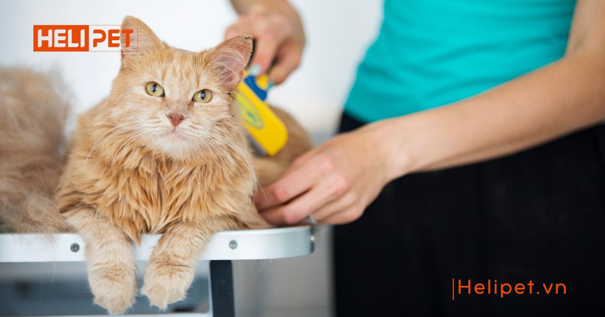mèo bị liệt không đi vệ sinh được