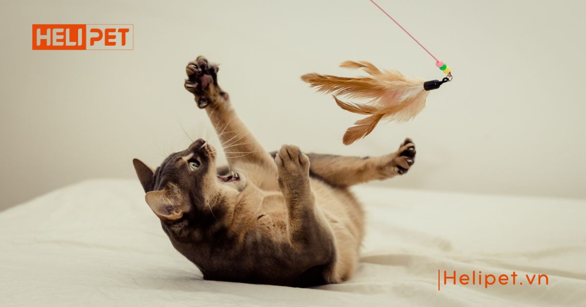 mèo bị liệt không đi vệ sinh được