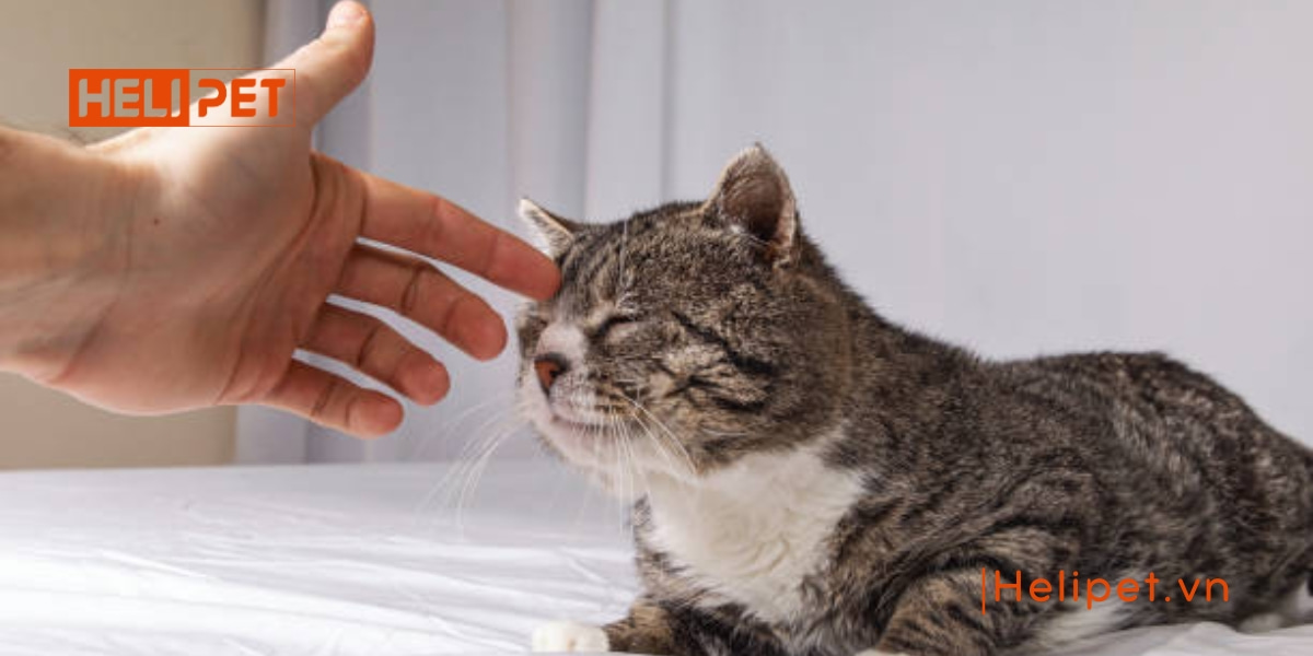 mèo bị nấm có lây sang người không