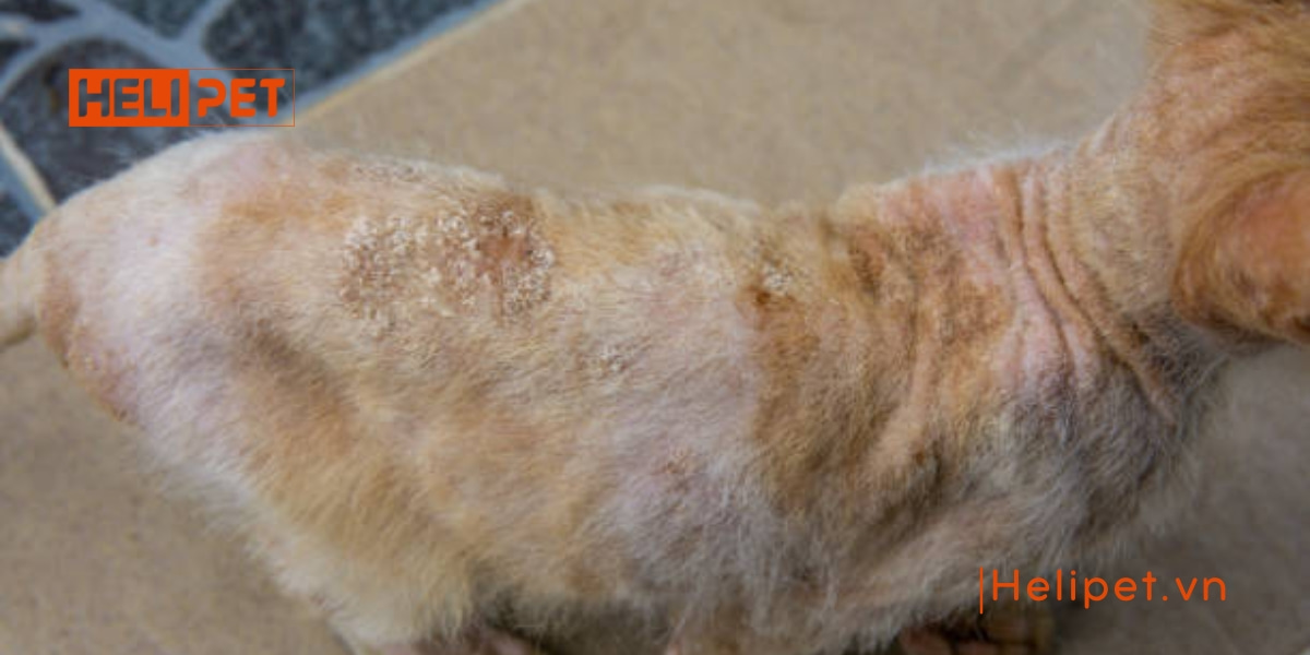 mèo bị nấm có lây sang người không