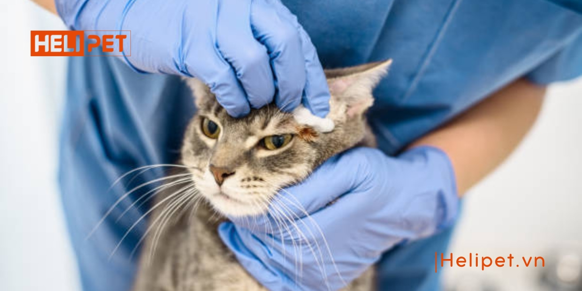 mèo bị nấm có lây sang người không