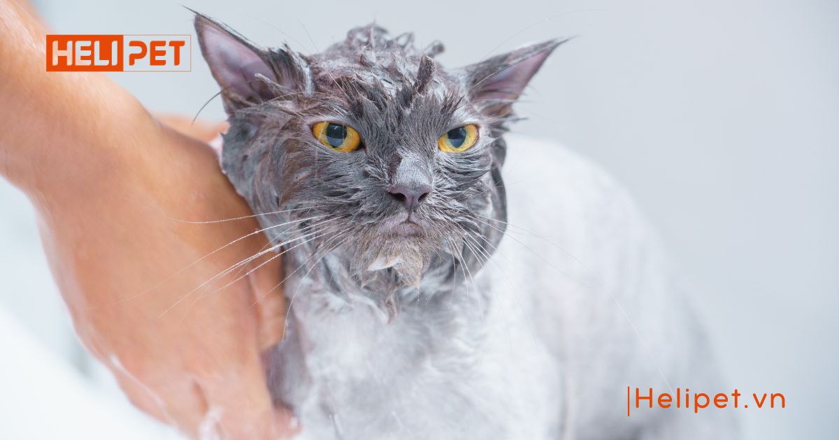 mèo bị nấm có nên tắm không