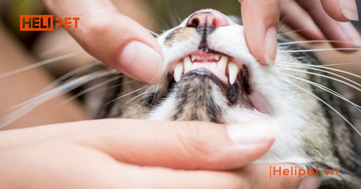 Mèo bị nấm miệng do đâu