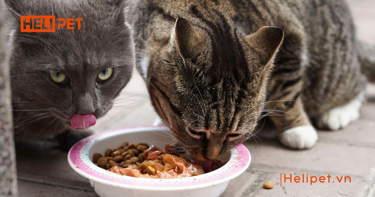 Mèo bị nấm miệng do đâu