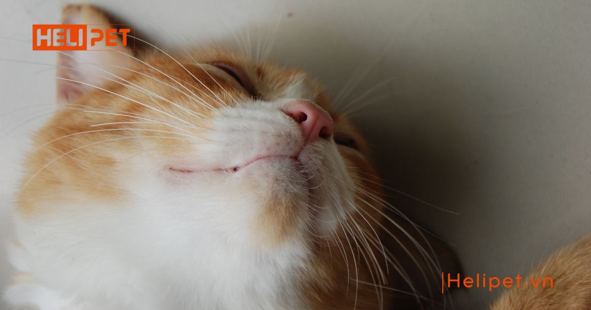 Mèo bị nấm miệng do đâu