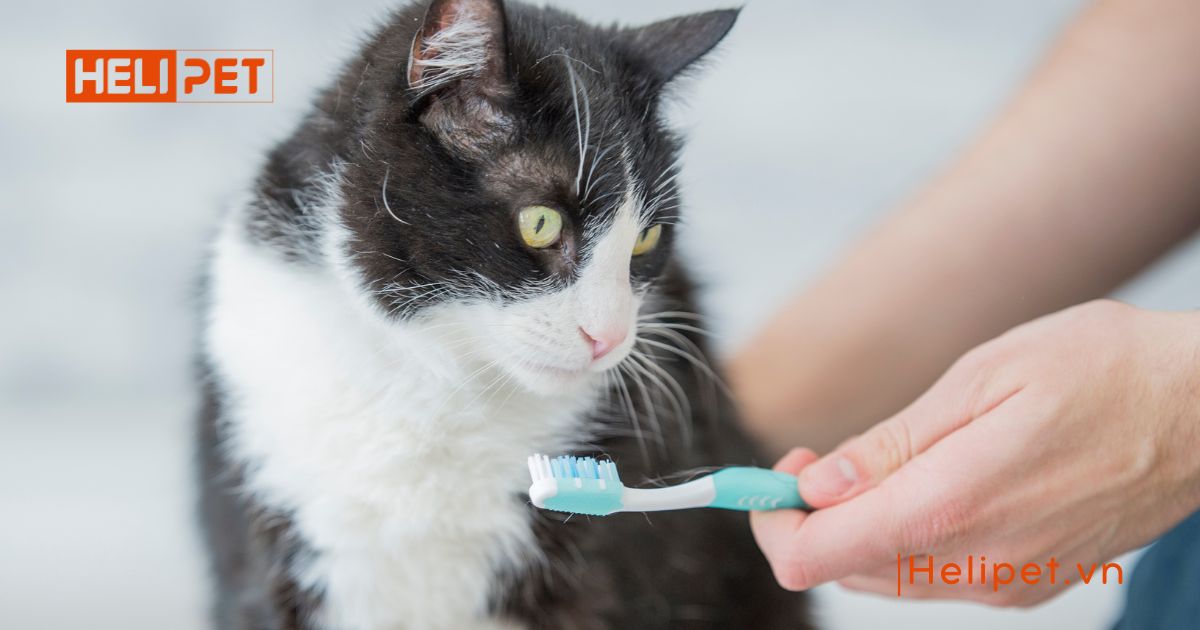 Mèo bị nấm miệng do đâu