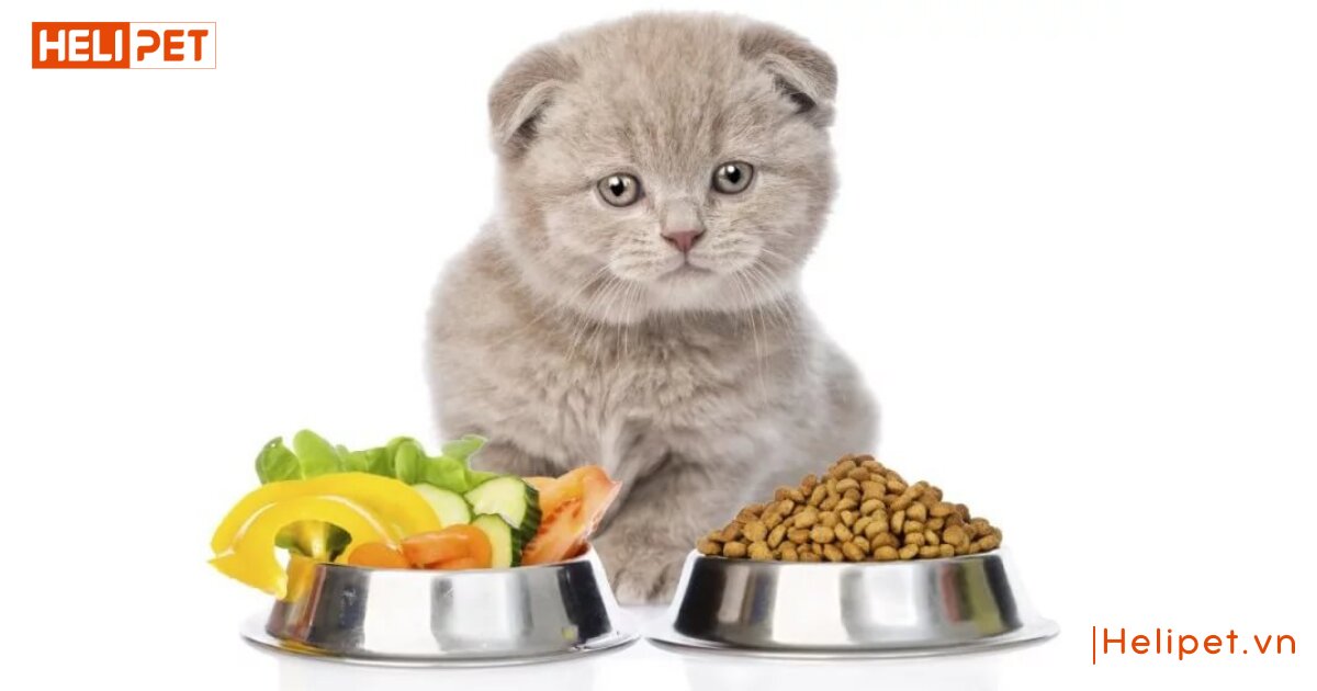 Mèo bị nấm nên ăn gì