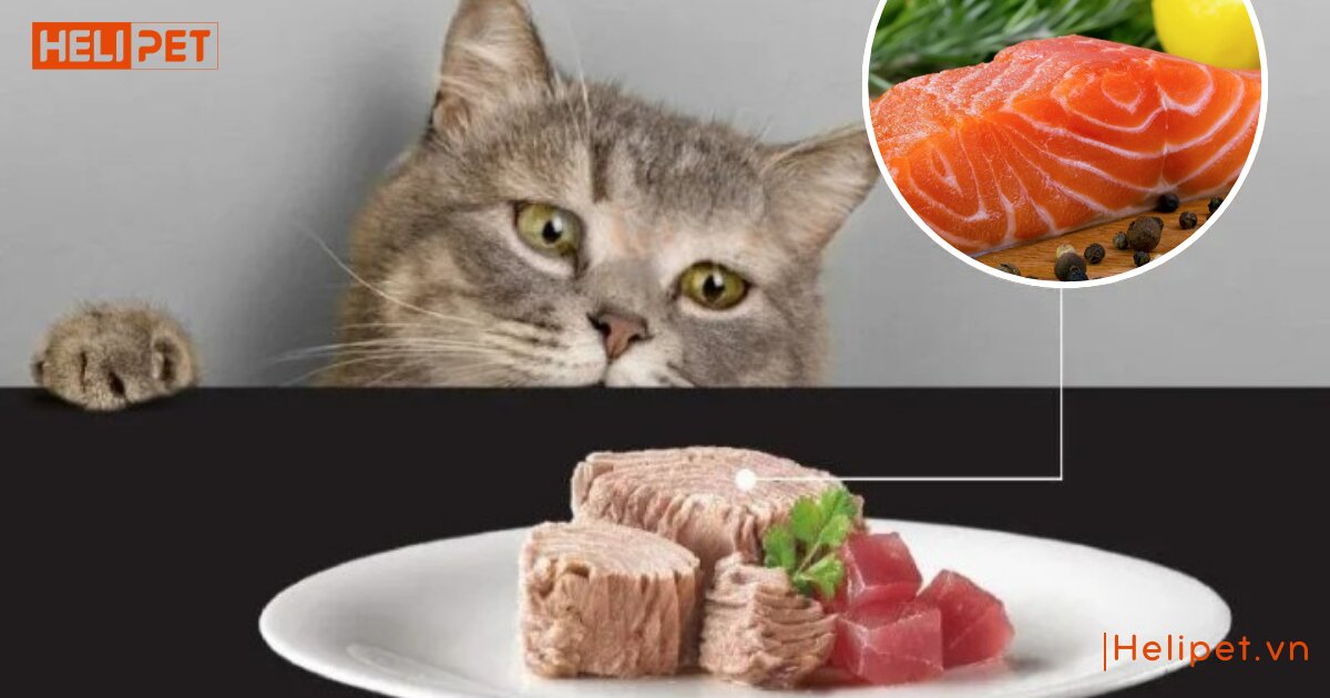 Mèo bị nấm nên ăn gì