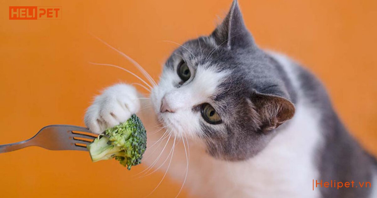 Mèo bị nấm nên ăn gì