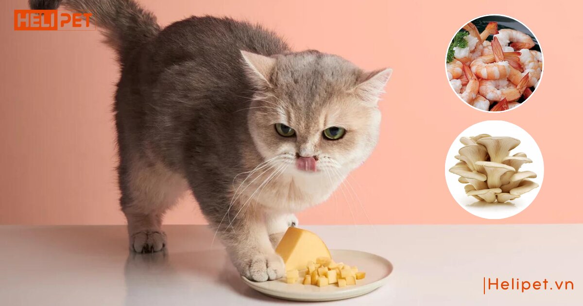 Mèo bị nấm nên ăn gì