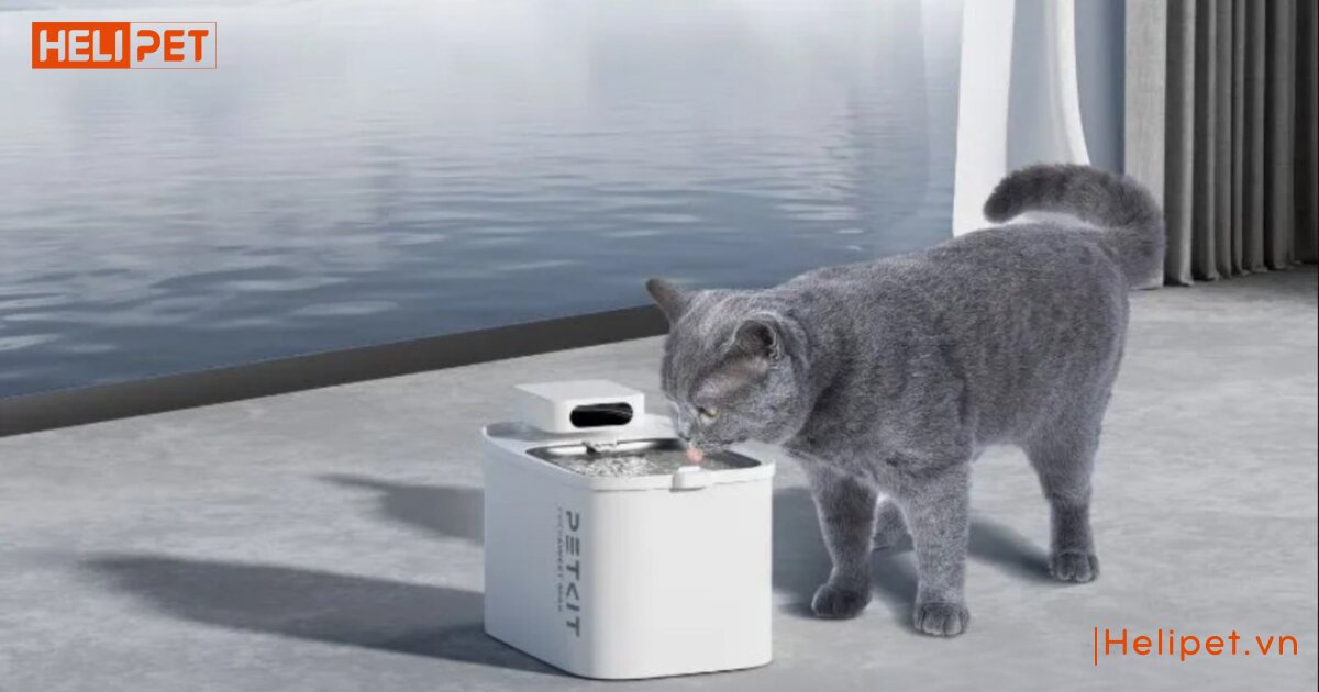 Mèo bị nấm nên ăn gì