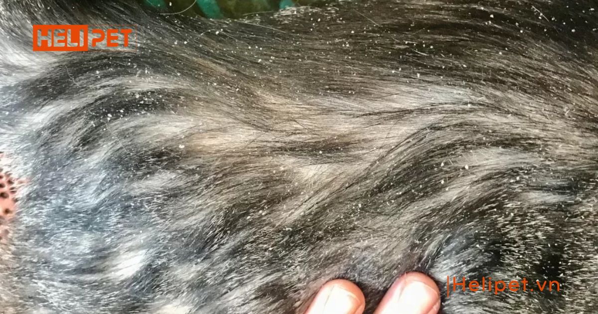 Mèo bị nấm vảy gàu có nguy hiểm không