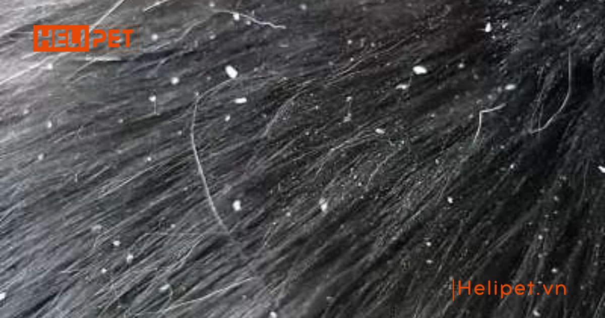 Mèo bị nấm vảy gàu có nguy hiểm không