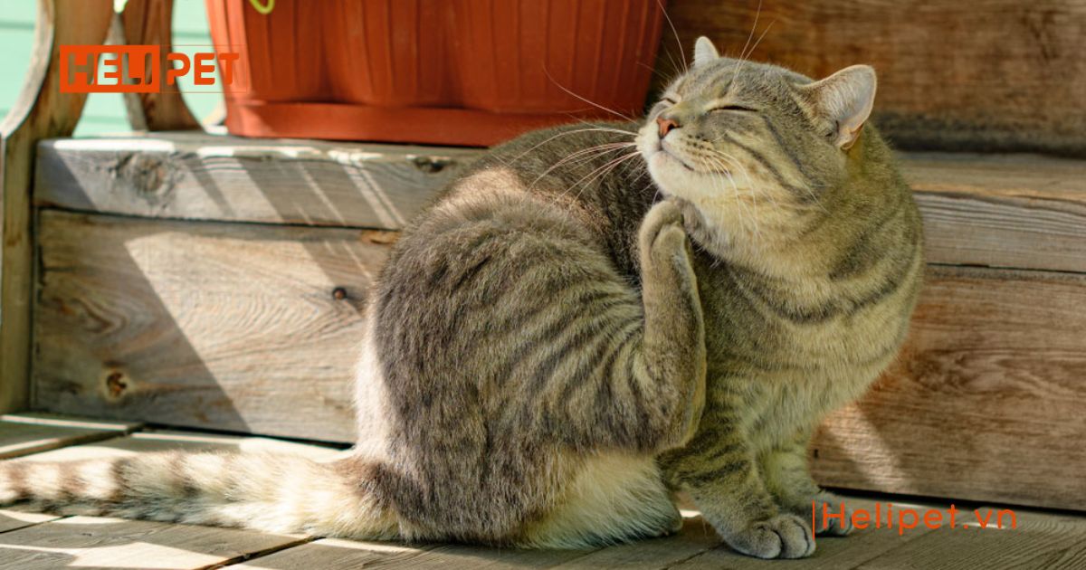 Mèo bị nấm vảy gàu có nguy hiểm không