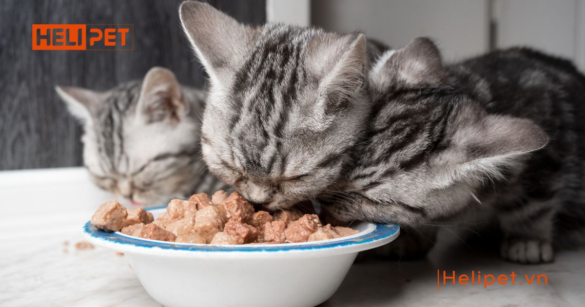 Mèo bị nấm vảy gàu có nguy hiểm không