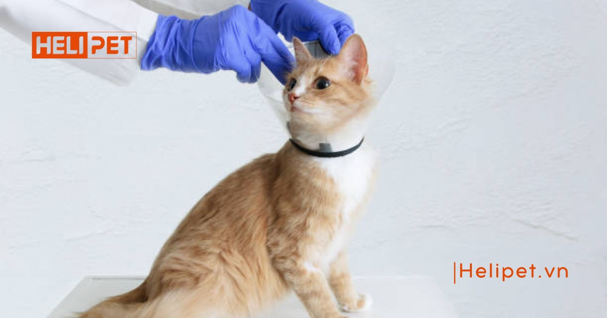 Mèo bị ngộ độc thuốc xịt rận