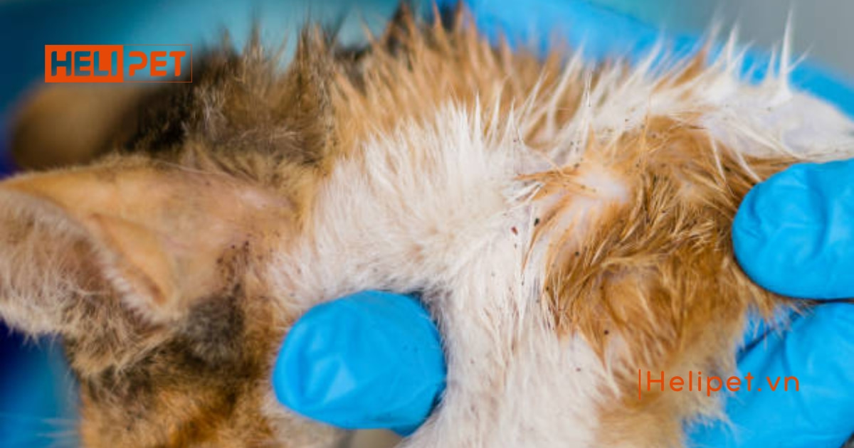 Mèo bị ngộ độc thuốc xịt rận