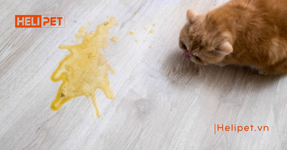 Mèo bị ngộ độc thuốc xịt rận