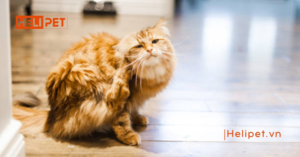 Mèo bị ngộ độc thuốc xịt rận