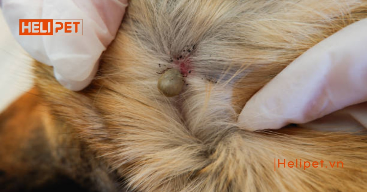 Mèo bị ngộ độc thuốc xịt rận