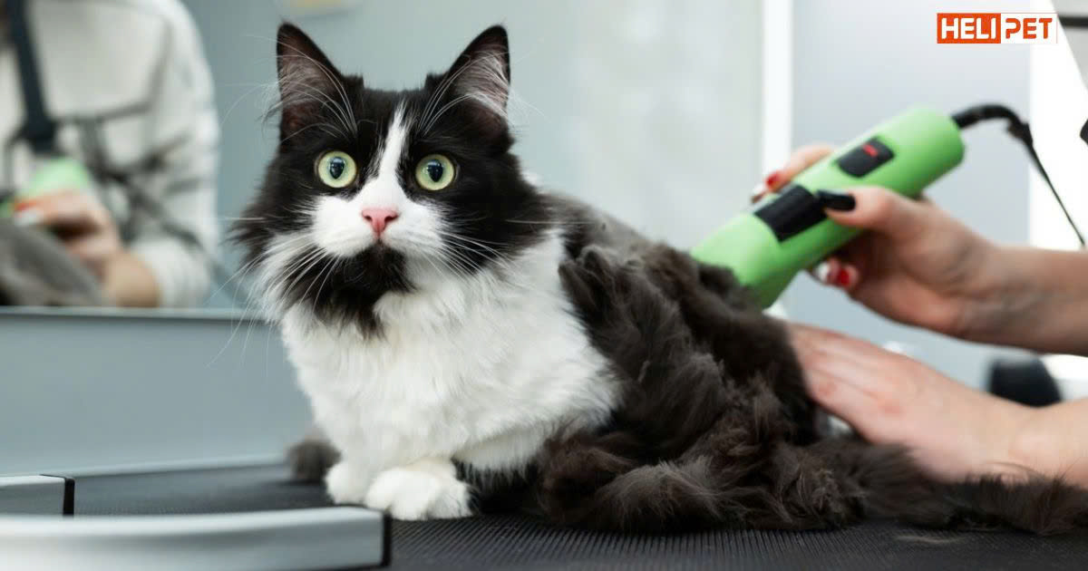 Mèo bị rận có nên cạo lông không