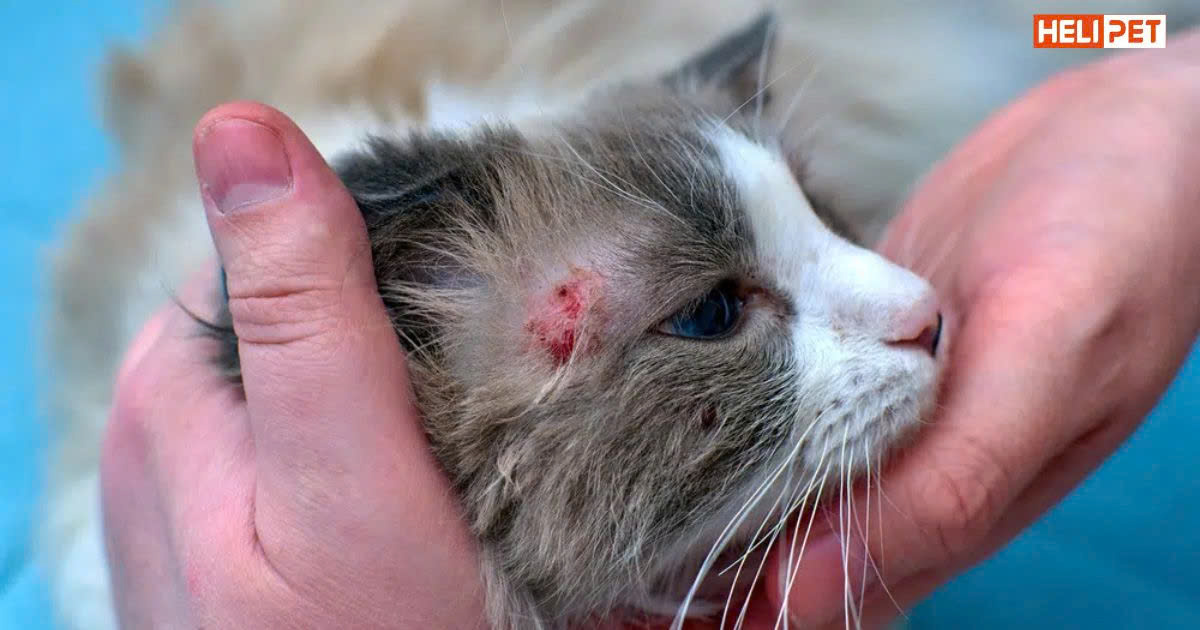 Mèo bị rận có nên cạo lông không