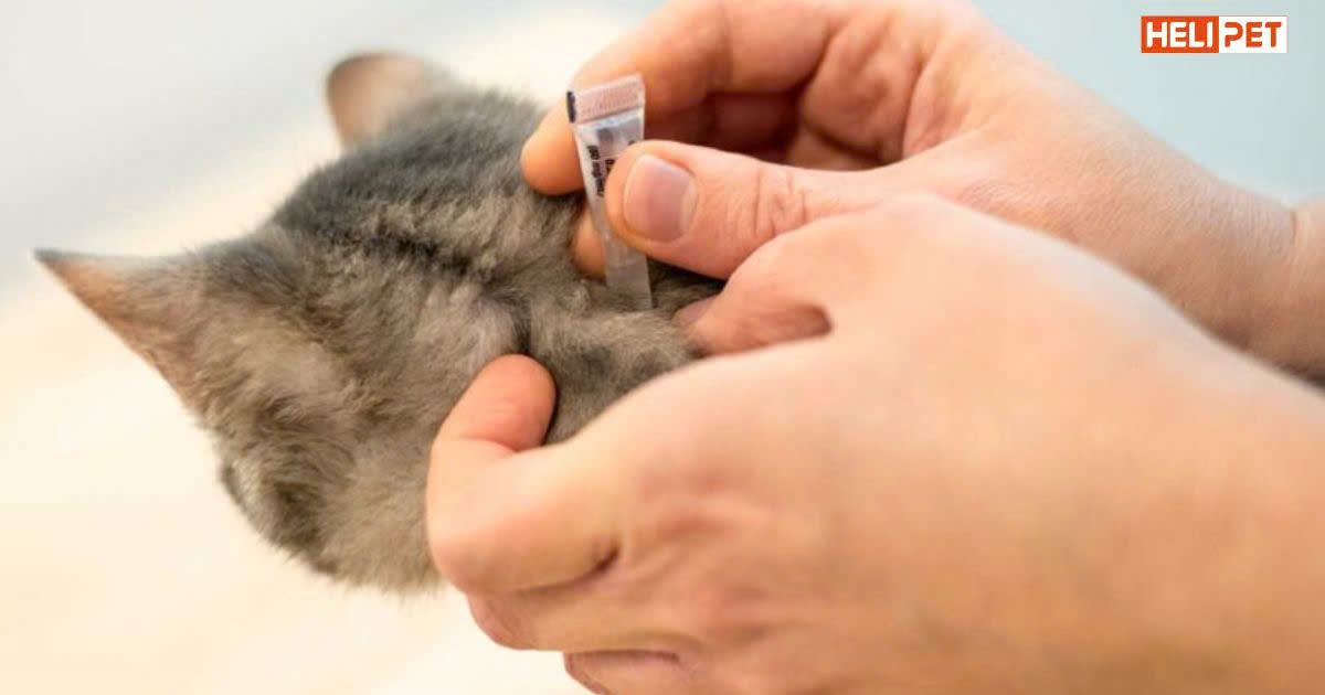 Mèo bị rận có nên cạo lông không