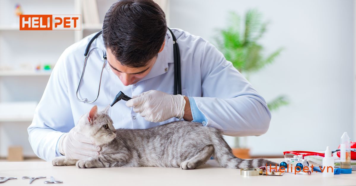 Mèo bị rận phải làm sao