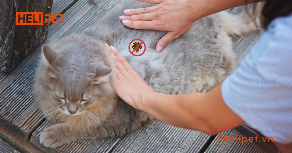 Mèo bị rận phải làm sao