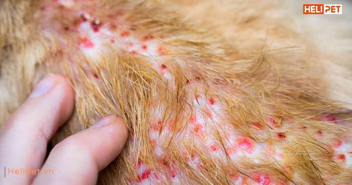 Mèo bị rụng lông nhiều do đâu