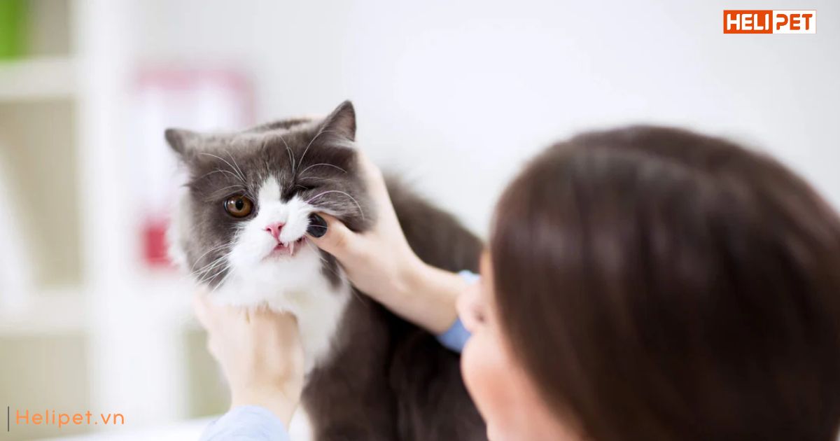 Mèo bị rụng lông nhiều do đâu