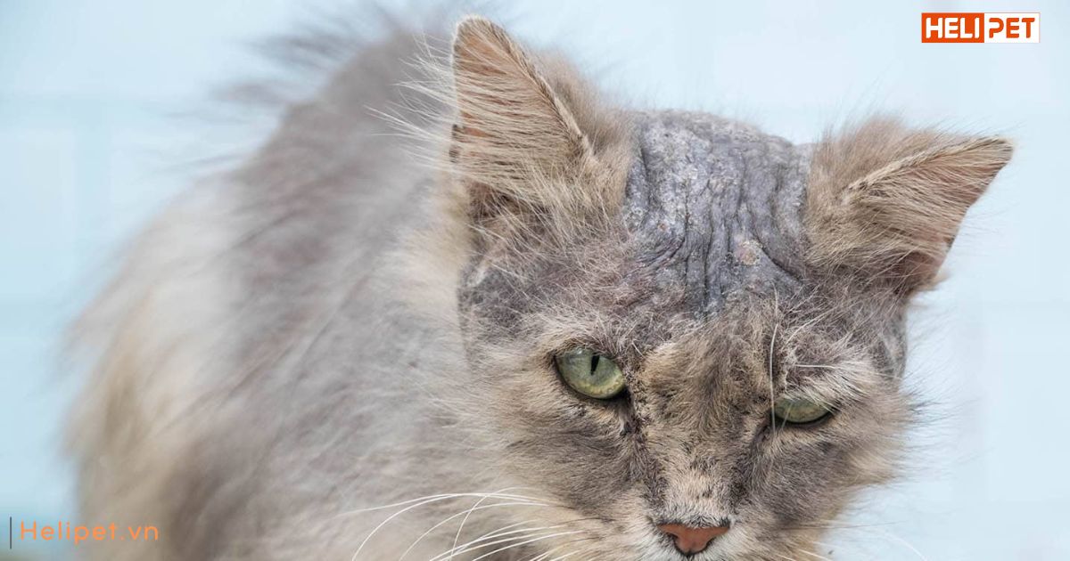 Mèo bị rụng lông nhiều do đâu