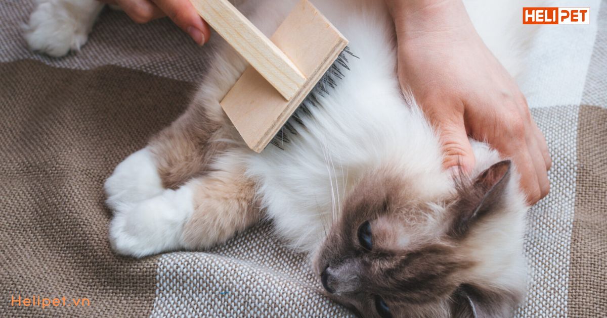 Mèo bị rụng lông nhiều do đâu