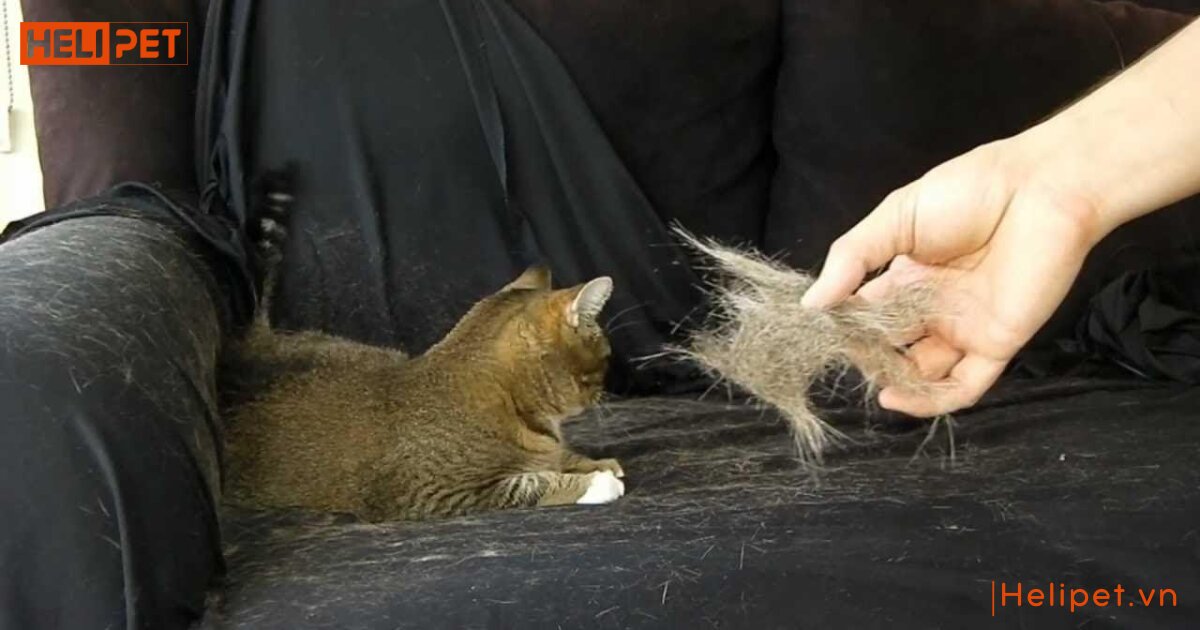 Mèo rụng lông nhiều phải làm sao