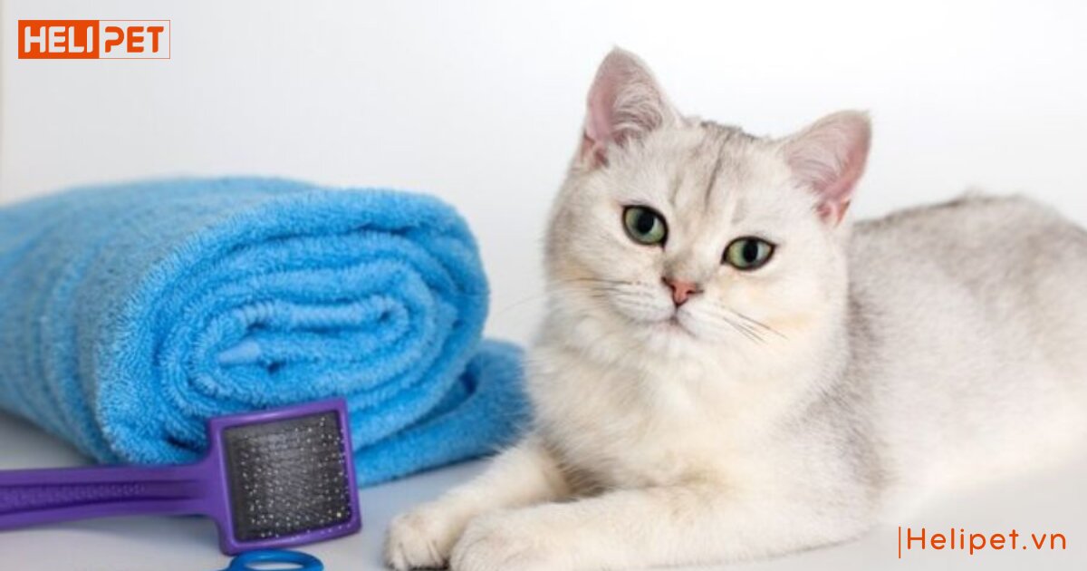 Mèo rụng lông nhiều phải làm sao