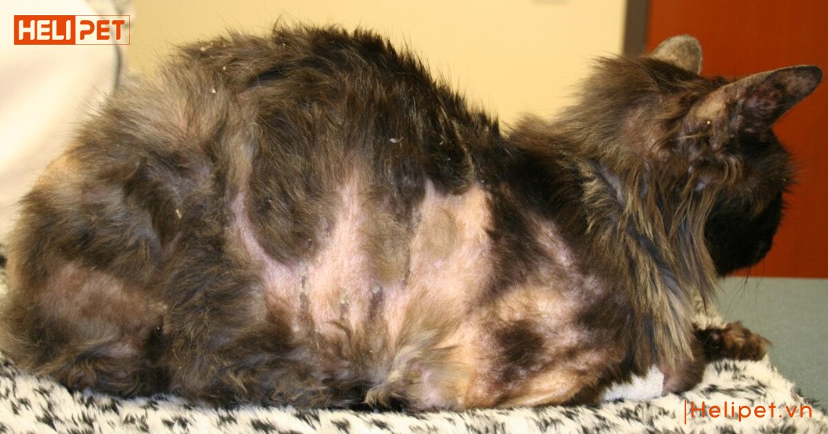 Mèo rụng lông nhiều phải làm sao