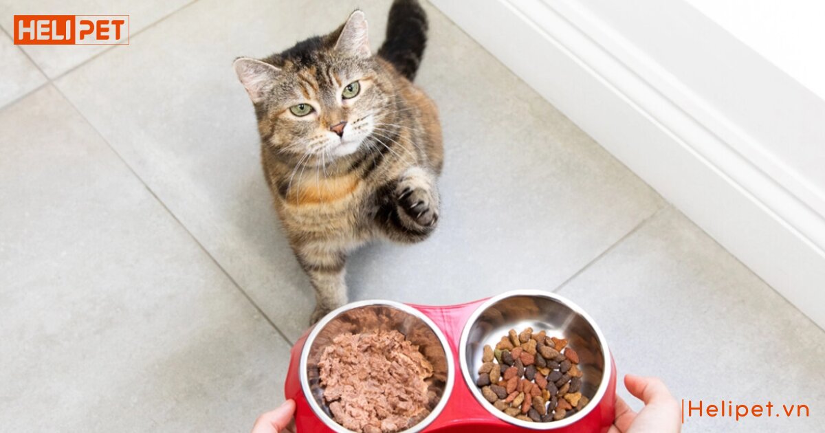 Mèo rụng lông nhiều phải làm sao