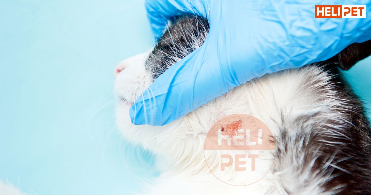 Mèo bị rụng lông ở đầu