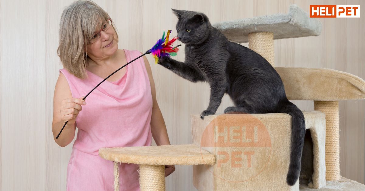 Mèo bị rụng lông ở đầu