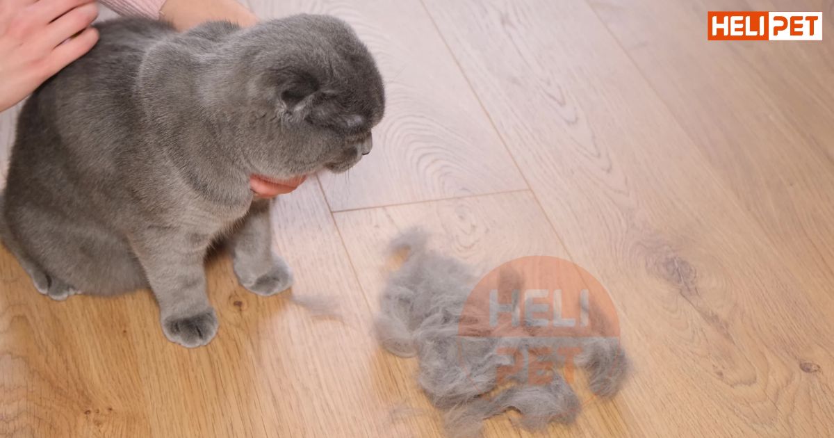 Mèo bị rụng lông ở đầu