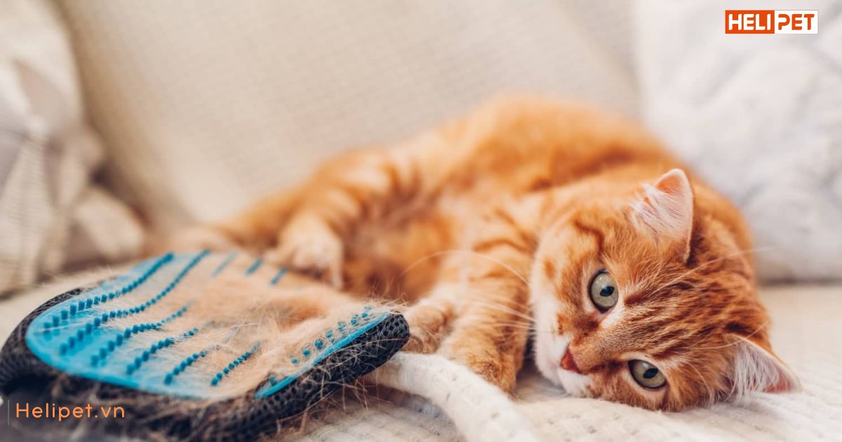 Mèo bị rụng lông từng mảng