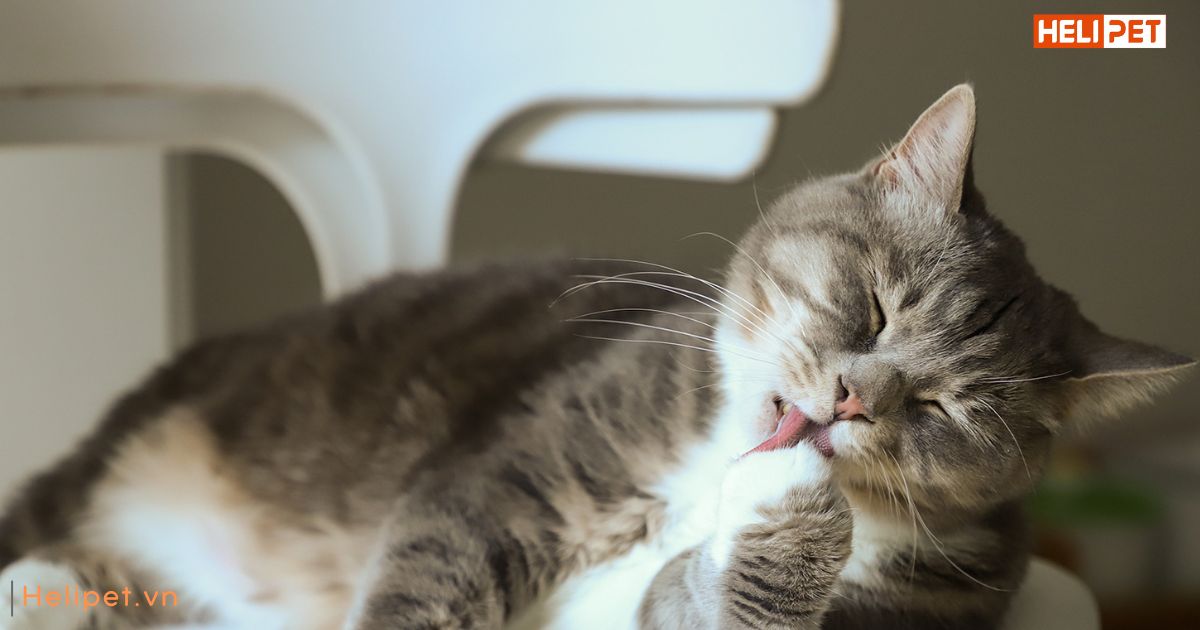 Mèo bị rụng lông từng mảng