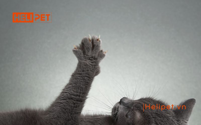 mèo bị rụng móng
