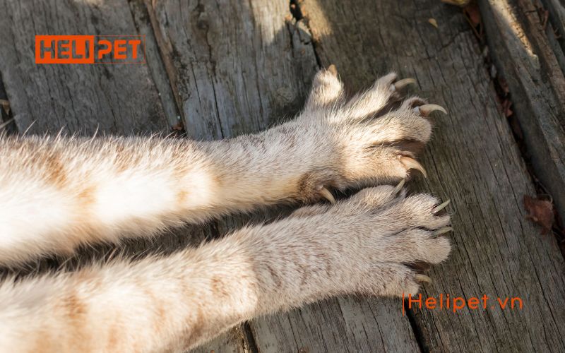 mèo bị rụng móng