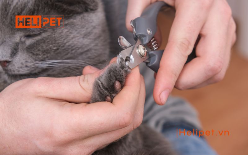 mèo bị rụng móng