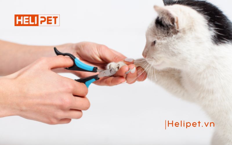 mèo bị rụng móng