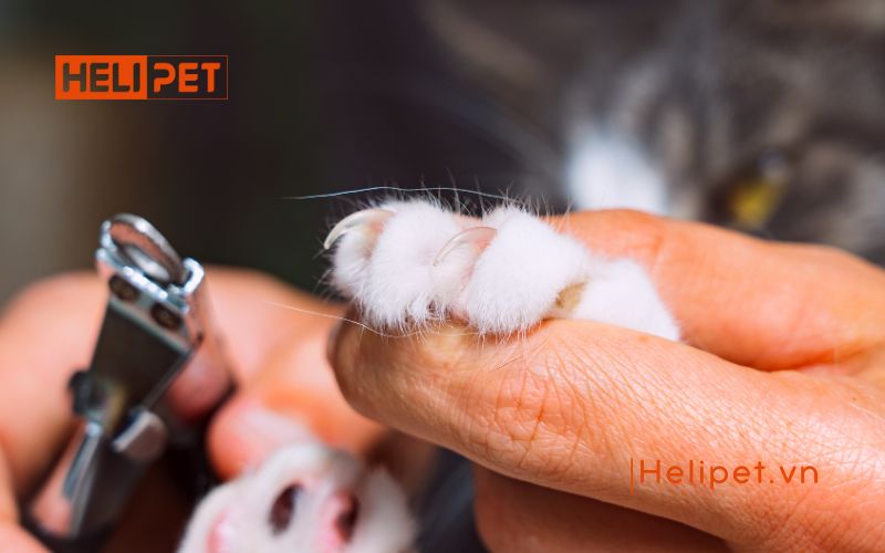 mèo bị rụng móng