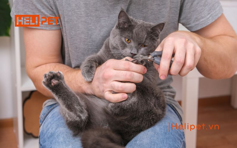 mèo bị rụng móng