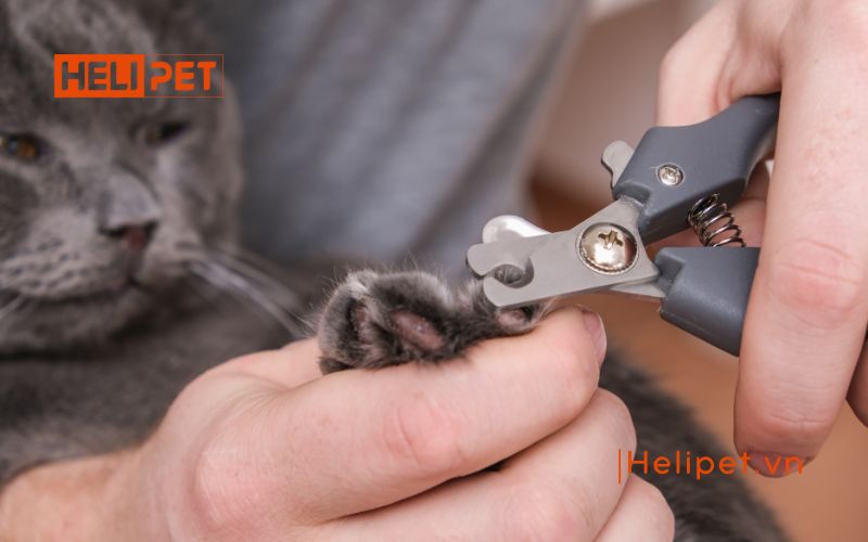 mèo bị rụng móng