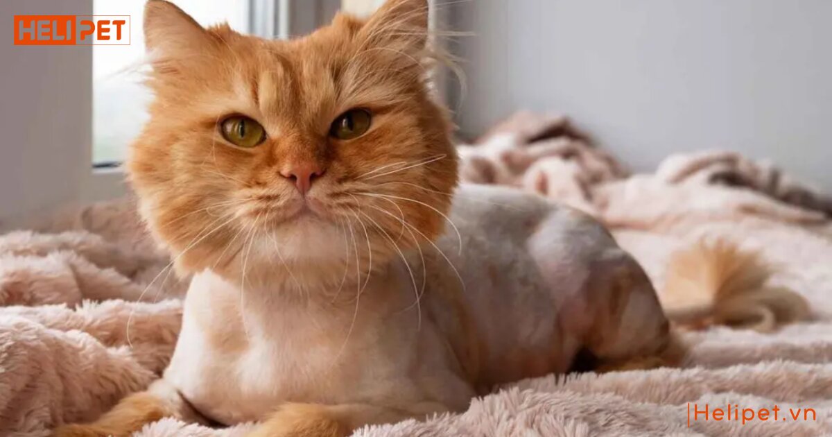 Mèo bị rụng râu có sao không